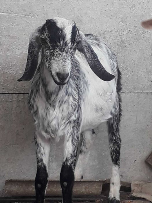 ПРОДАЖ ЦАПІВ  Англо - Нубійської породи