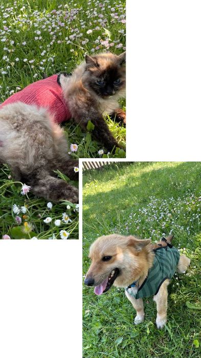 Попона післяопераційна /бандажі для тварин опт-роздріб