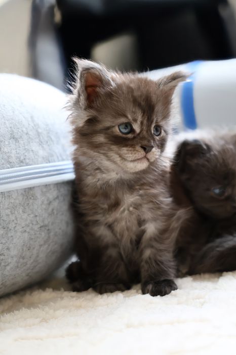 Kocurek Maine Coon
