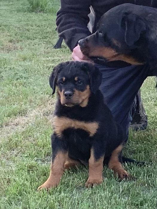 Rottweiler suczka ZKwP/FCI – stary typ, mocna budowa, linia championów ...