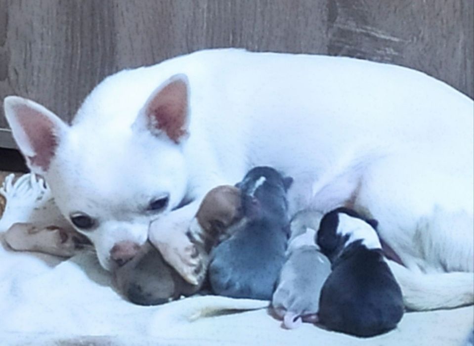 Пропоную дівчинку  чіхуахуа