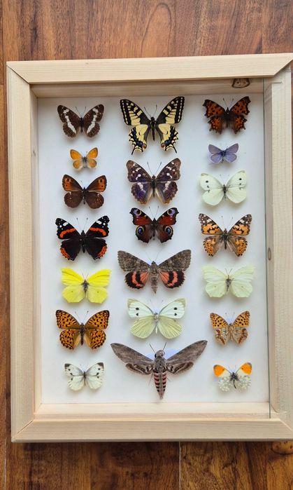 Gablotka motyle ćmy krajowe Papilio machaon i inne na ścianę