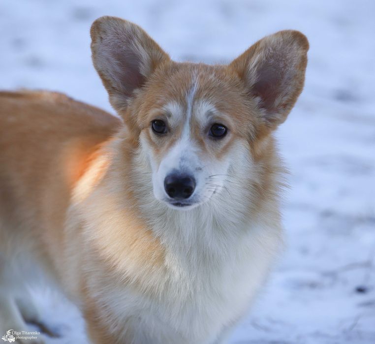 Вельш коргі пемброк , дівчинка 6 міс.
