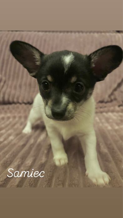 szczeniaki  Zarezerwowane