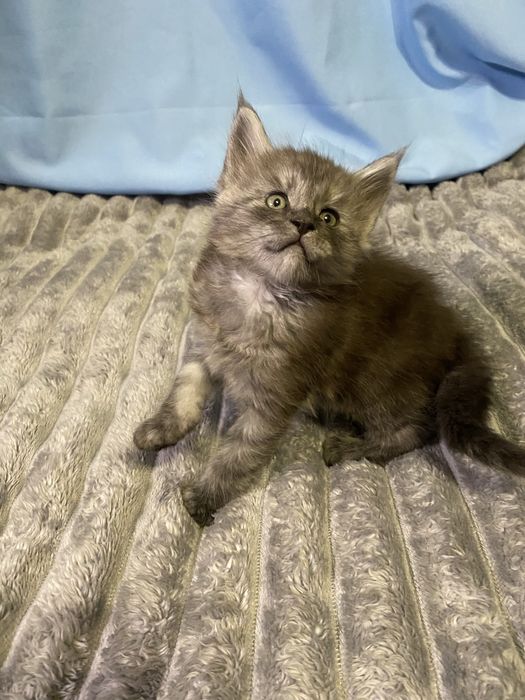 Котики породи мейн кун