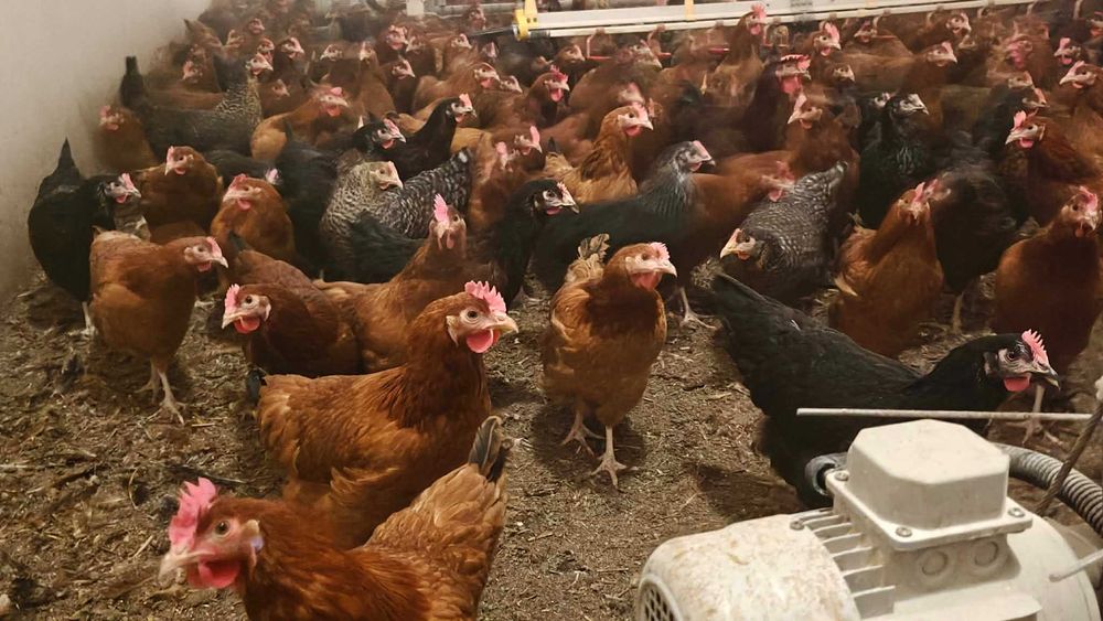 Kury Kurki odchowane