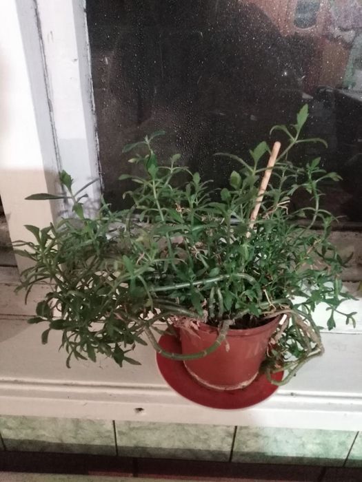 Квіти- Сенсевієрія