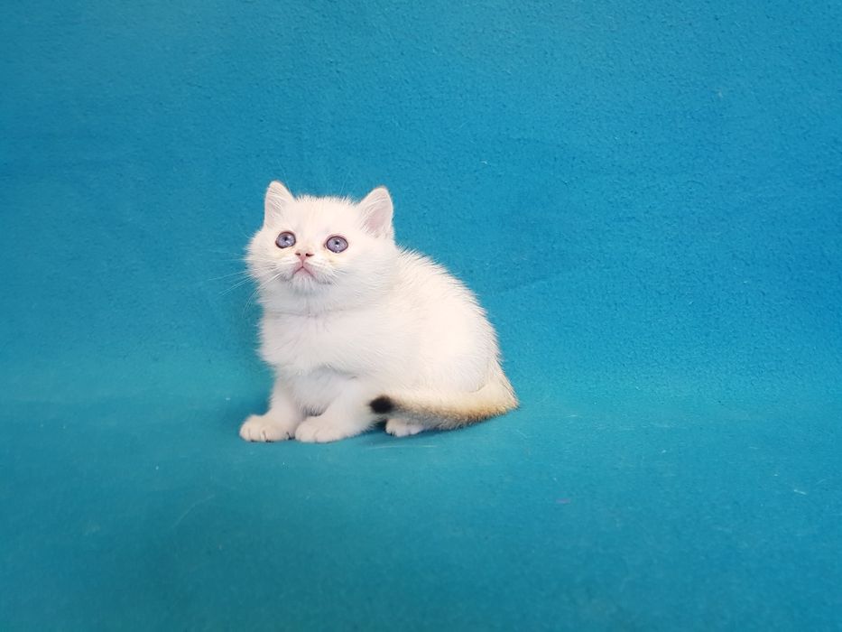 Котик окраса поинт золотой шиншиллы