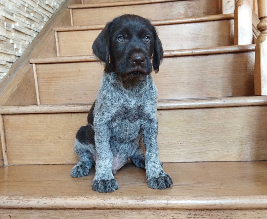 В'язка Дратхаара