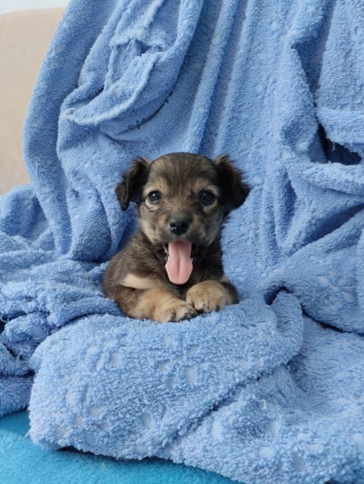 Цуценята безкоштовно