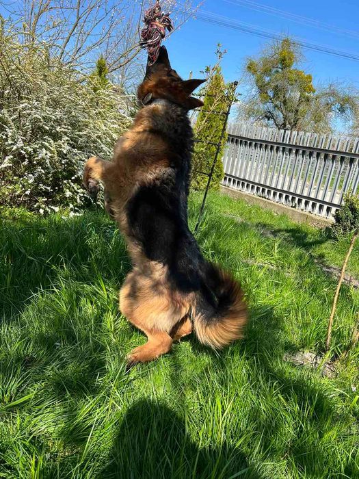 Німецька вівчарка -вязка