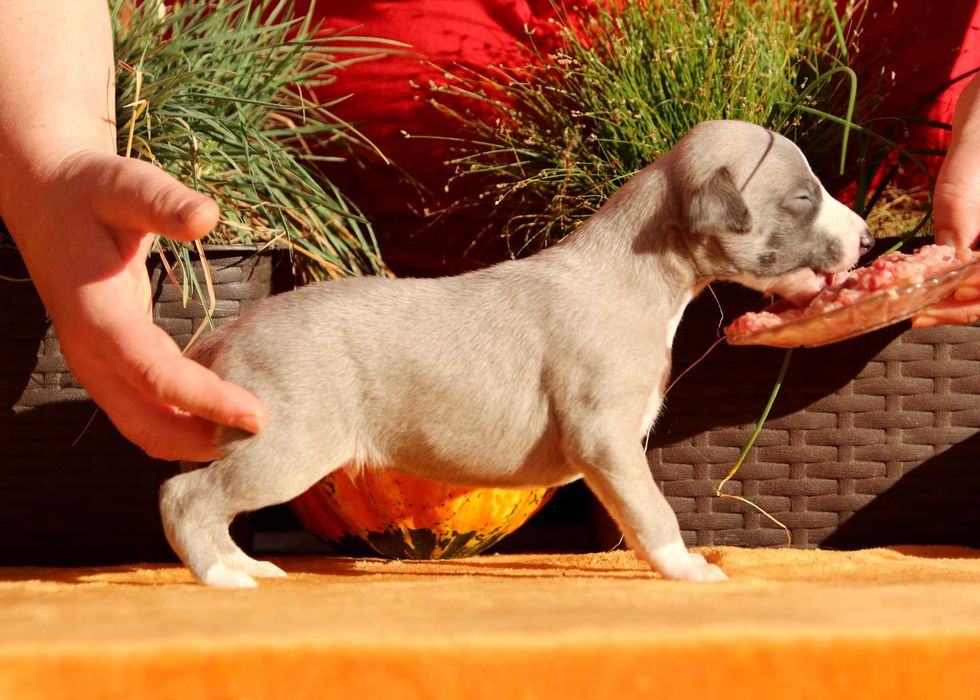 Whippet Chart angielski ZKwP/FCI śliczny piesek RANGO