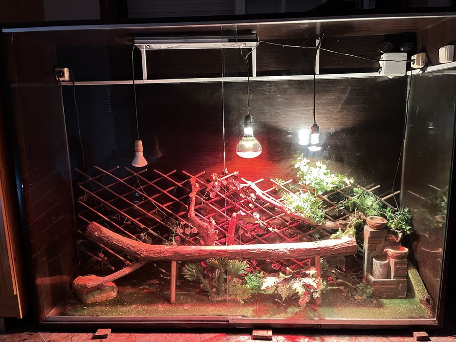 Terrario Grande +extras