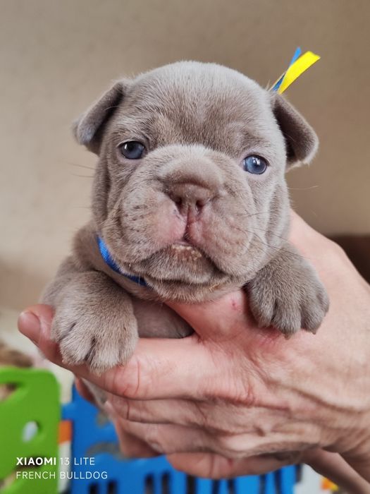 Изабела Нью шейд хлопчики та дівчатка.