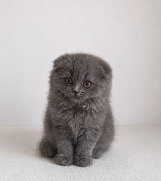 Scottish fold menina