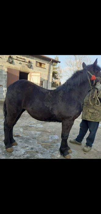 Sprzedam źrebicę zimnokrwistą