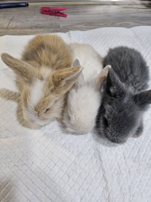 Coelhos  bebés ..