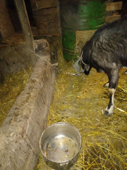 Продам добру кітну козу