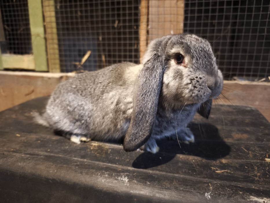 Króliki baran francuski