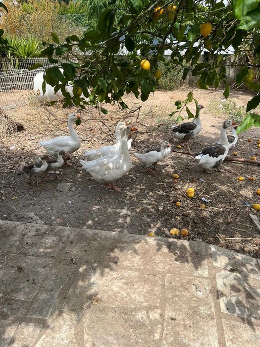 Vendo 14 Gansos adultos e bebés