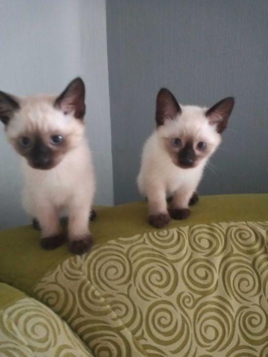 Kotek Syjam tajski maluch