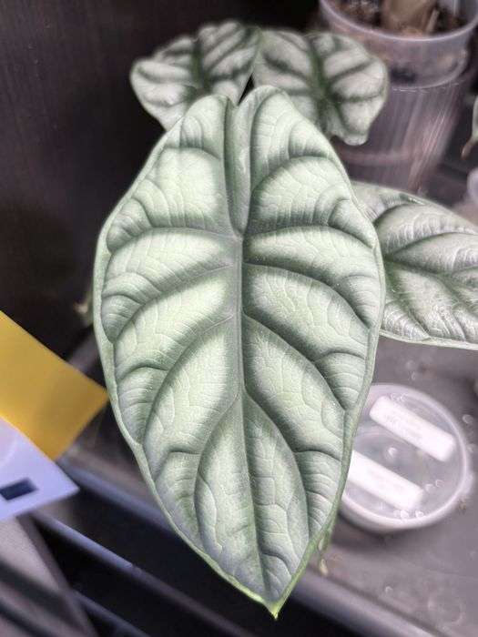 Alocasia Silver Dragon, planta da casa