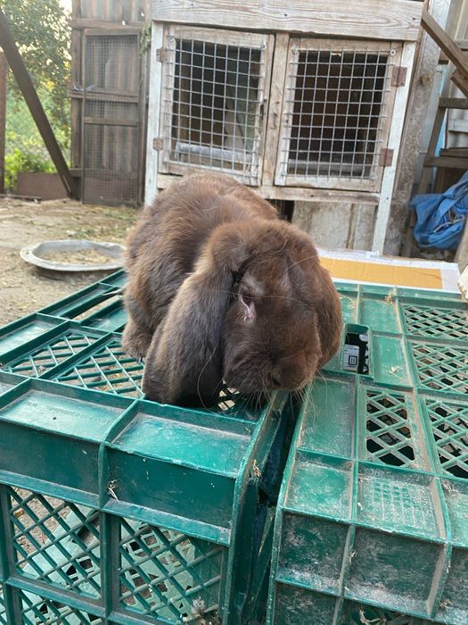 Продам кролі. Шиншила, французький баран