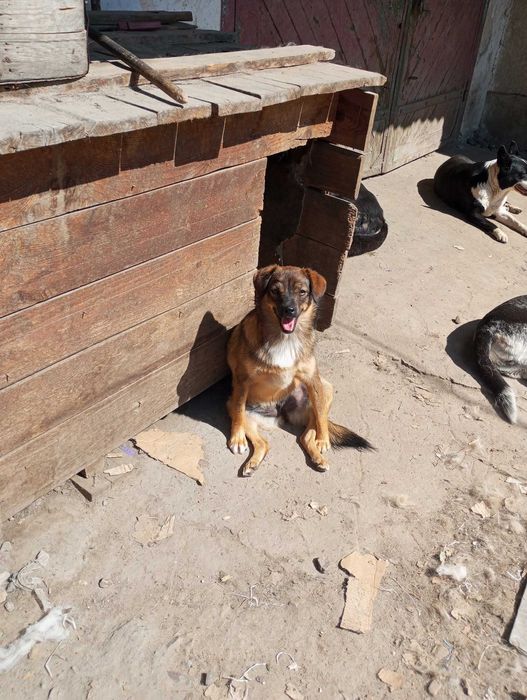 Собака в добрі руки