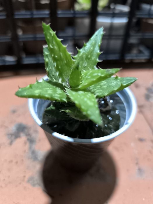 Suculentas 2 por 1 euro