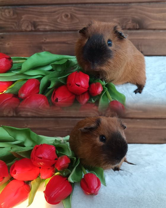 Świnka US Teddy i gładkowłose