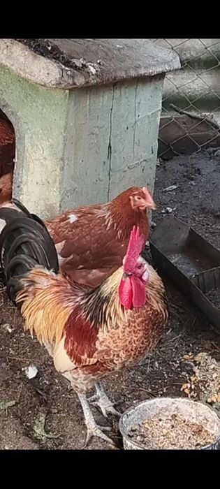 Garnizé muito bonito