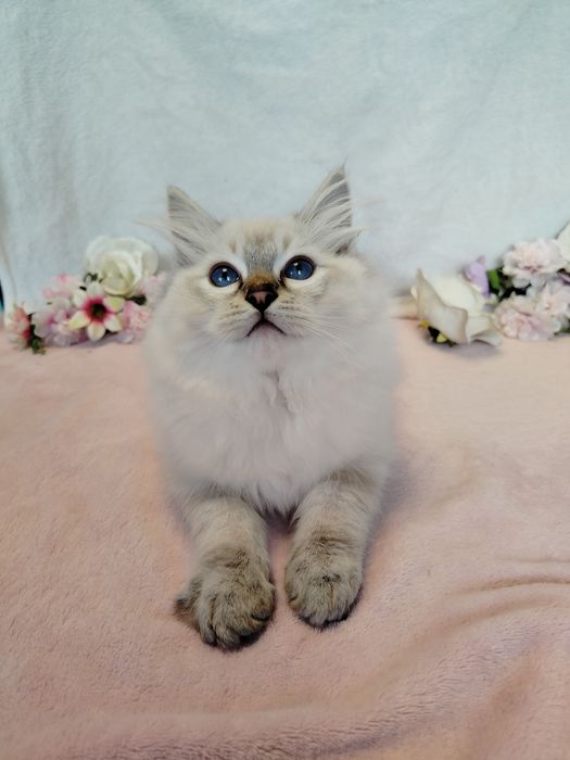 Kocurek Ragdoll seal point lynx