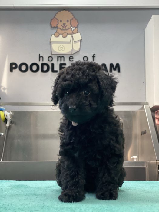 Lindo Puppy de Caniche/Poodle Mini Toy Preto procura novo dono!!!
