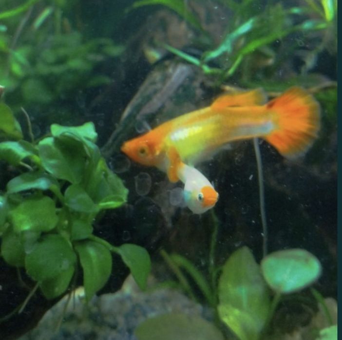 Guppys Panda e Koi platinum puros