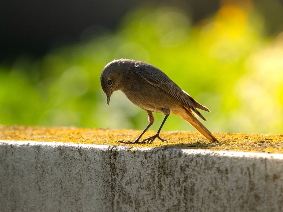 Sony A6700 como nova – Pouco uso