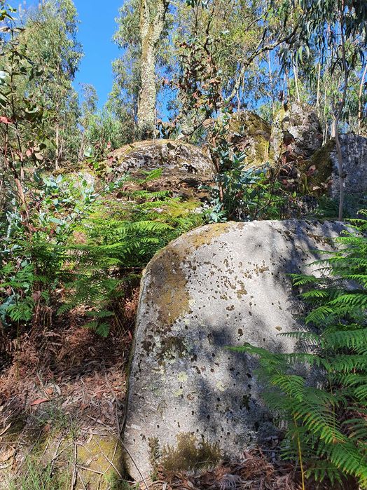 Terreno Florestal +/- 1 hectare Monte Córdova - Santo Tirso próximo ao Santuário da Nossa Sra da Assunção