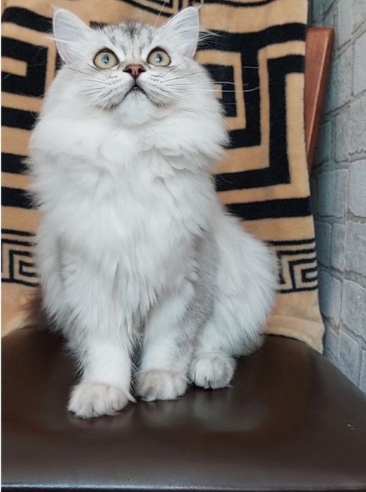 Шотландський мішка