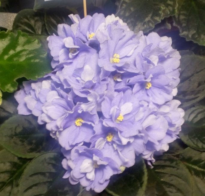 Фіалки сортові дітки. Набір #2 фіалок діток- 4шт