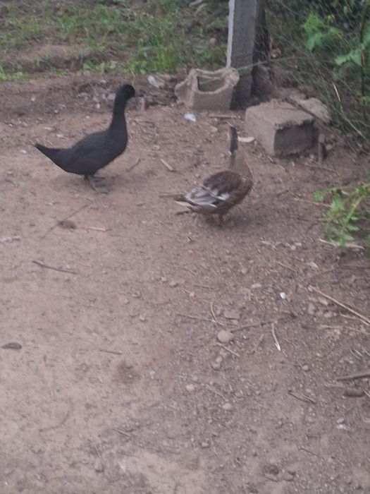 Patos de várias raças