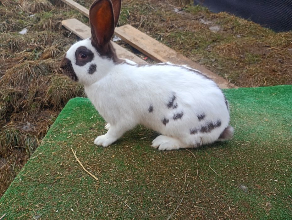 Witam sprzedam króliki osh