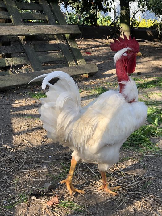 Galos, galinhas e ovos.