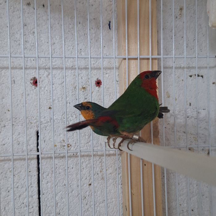 Casal diamantes papagaios
