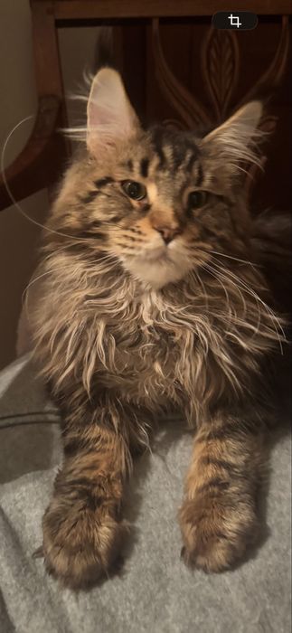 Kocurek Maine Coon