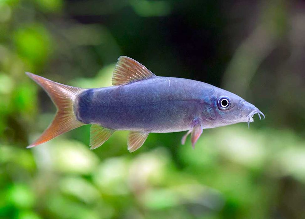 GB Bocja Szara, Niebieska, Modesta - dowóz ryb!