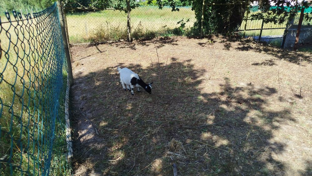 Cabrito anão preto e branco