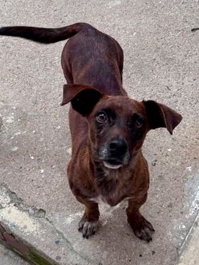 Cão macho para adoção responsável