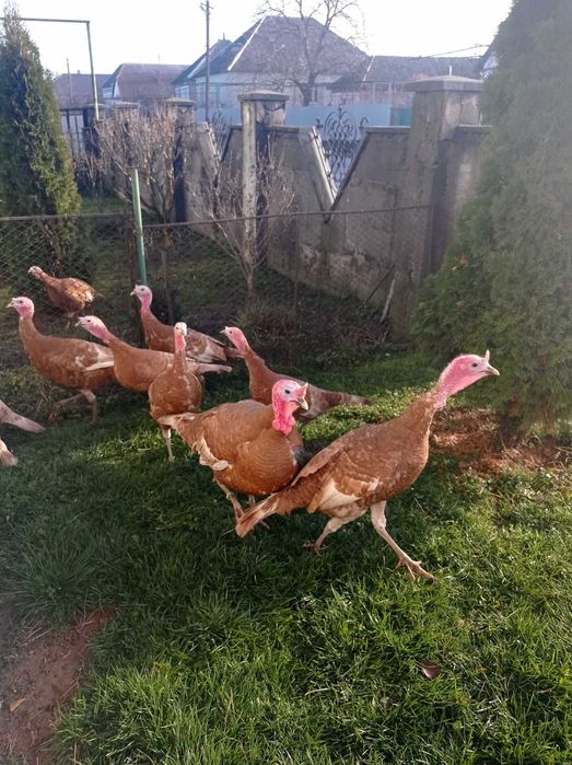 Інкубаційні яйця індиків бурбонів