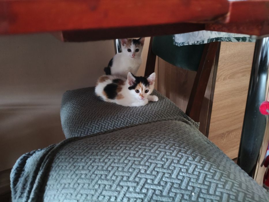 Kminek, Majeranek, Werbena i Kocanka  kocięta do adopcji