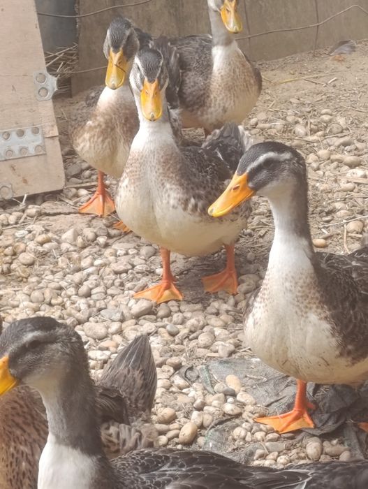 Pato raça ruan para venda
