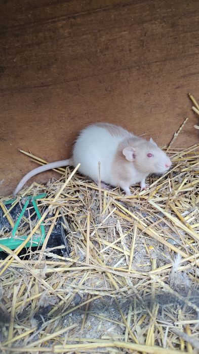 Криси Продам терміново Дамбо чорні , бежеві, руди.